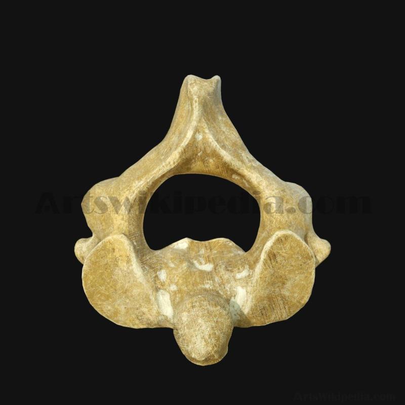 3d-axis-bone-5d6580d93e93d