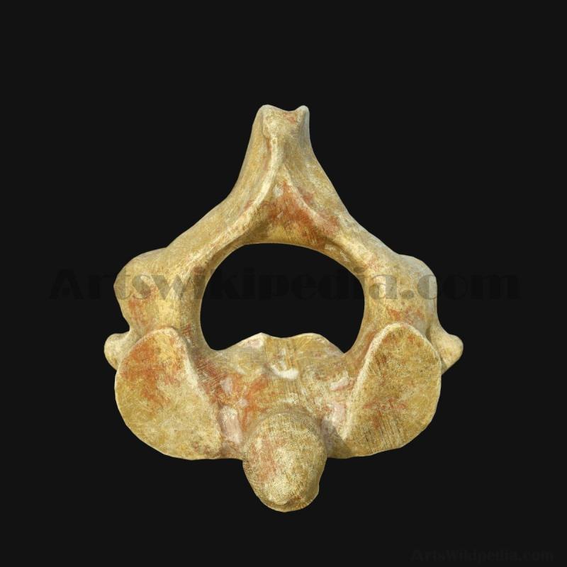 3d-axis-vertebra-model