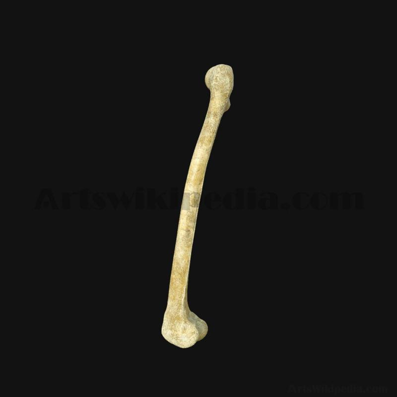 3d-femur-anatomy-5d65829c802d2