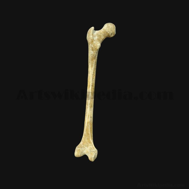 3d-femur-anatomy