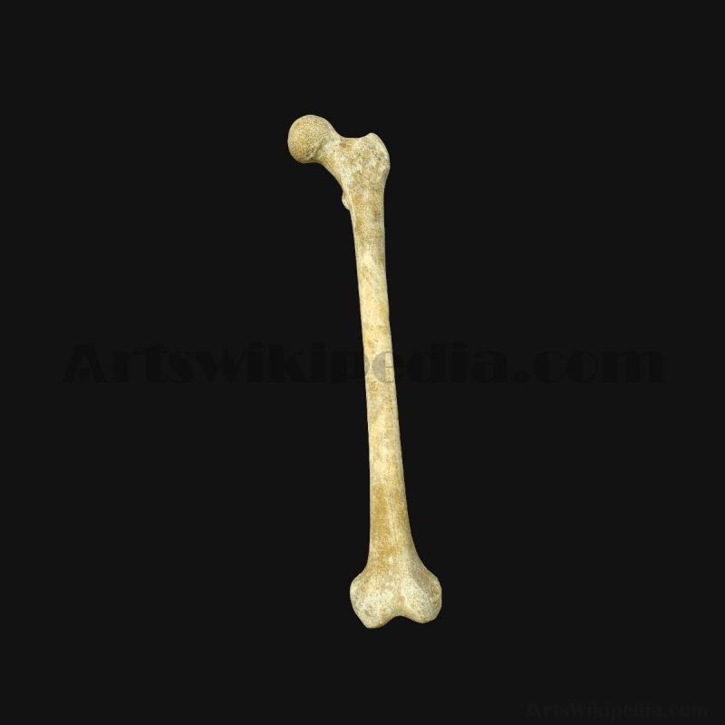 femur