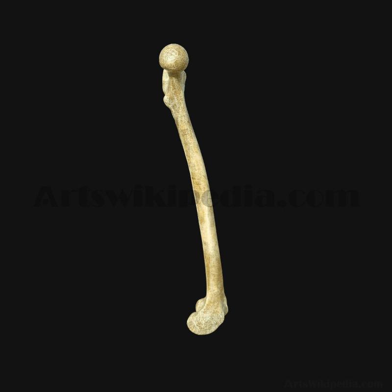 thigh-bone