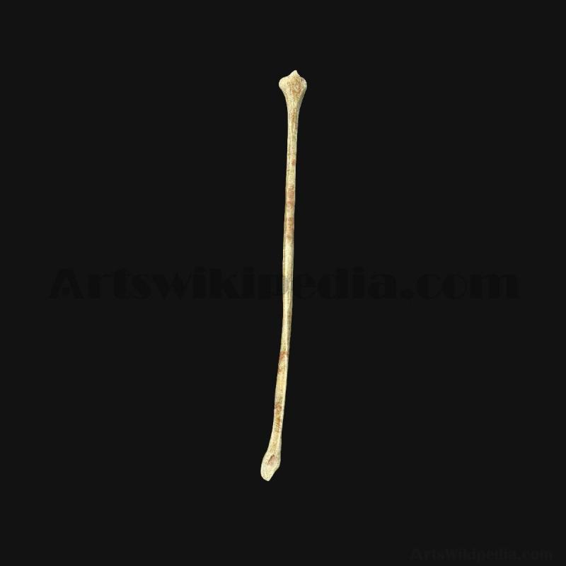 3d-fibula-bone-5d6584b333d34