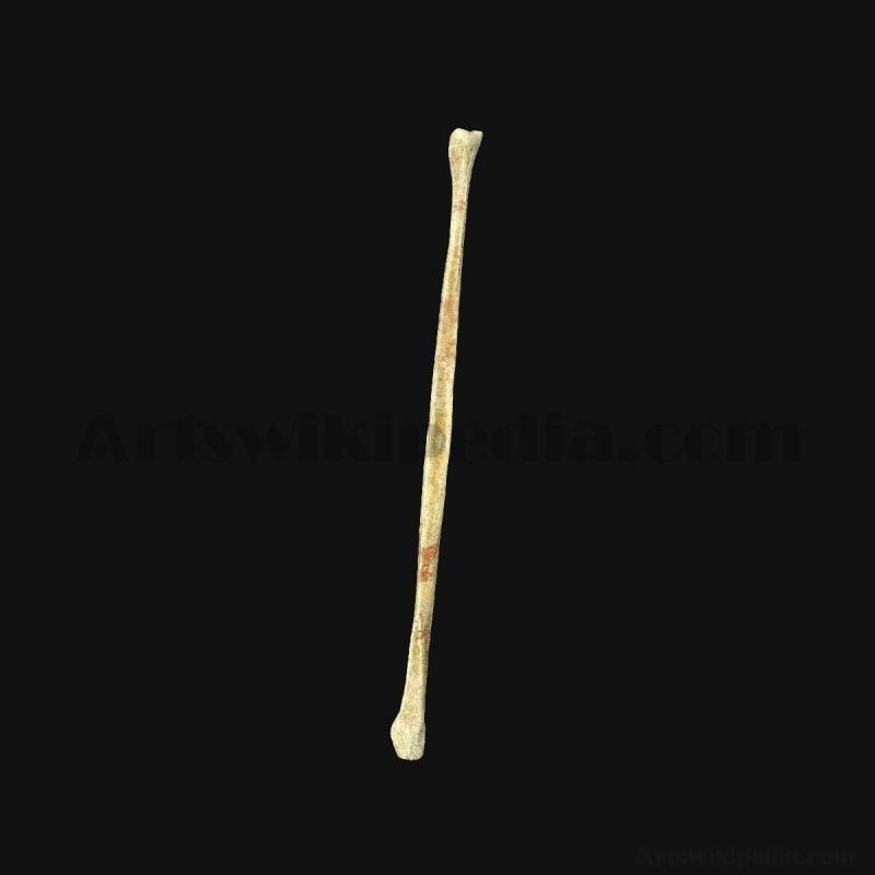 3d-fibula-bone-5d6584b37d064