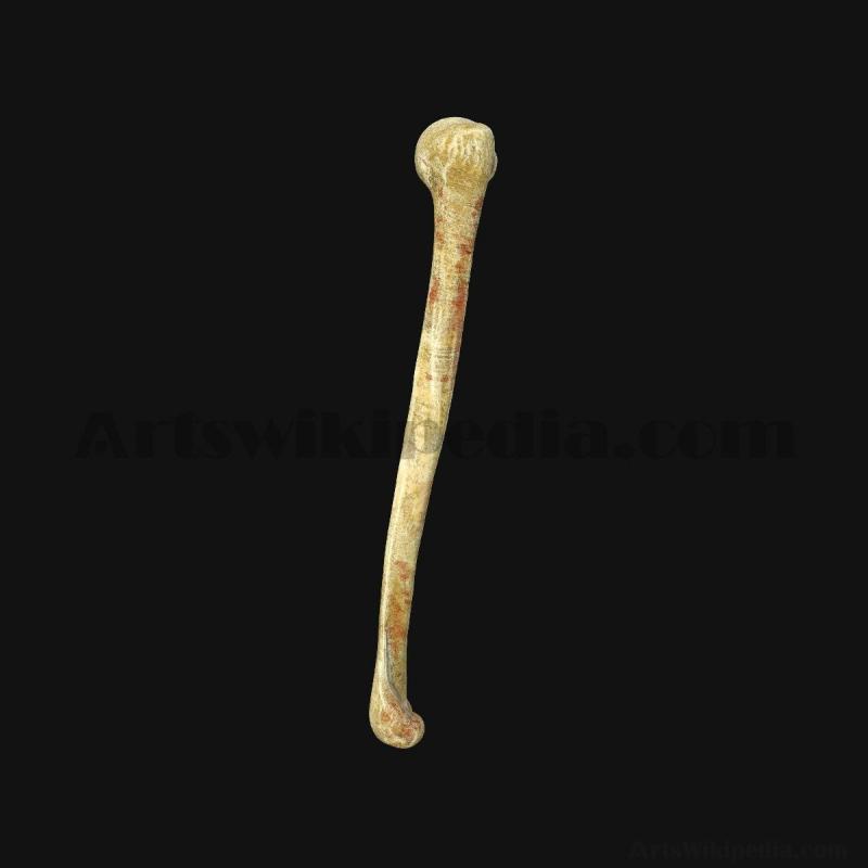 3d-humerus-anatomy-5d6586f71dd4f