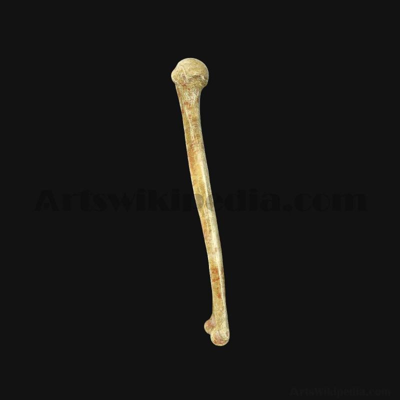 3d-humerus-anatomy-5d6586f762f95