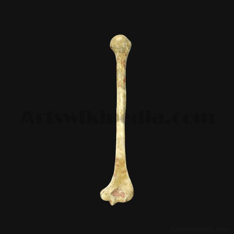 3d-humerus-anatomy-5d6586f7a0a12