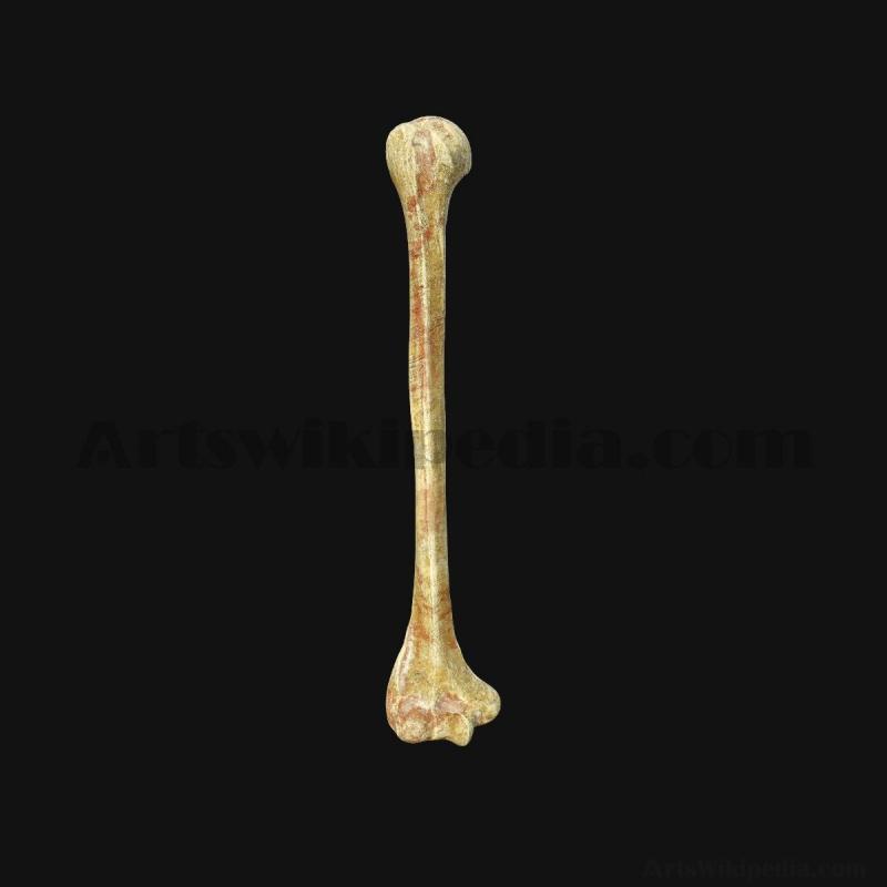 3d-humerus-anatomy