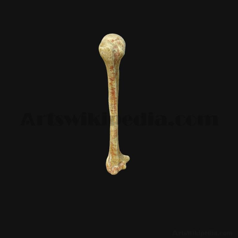 humerus