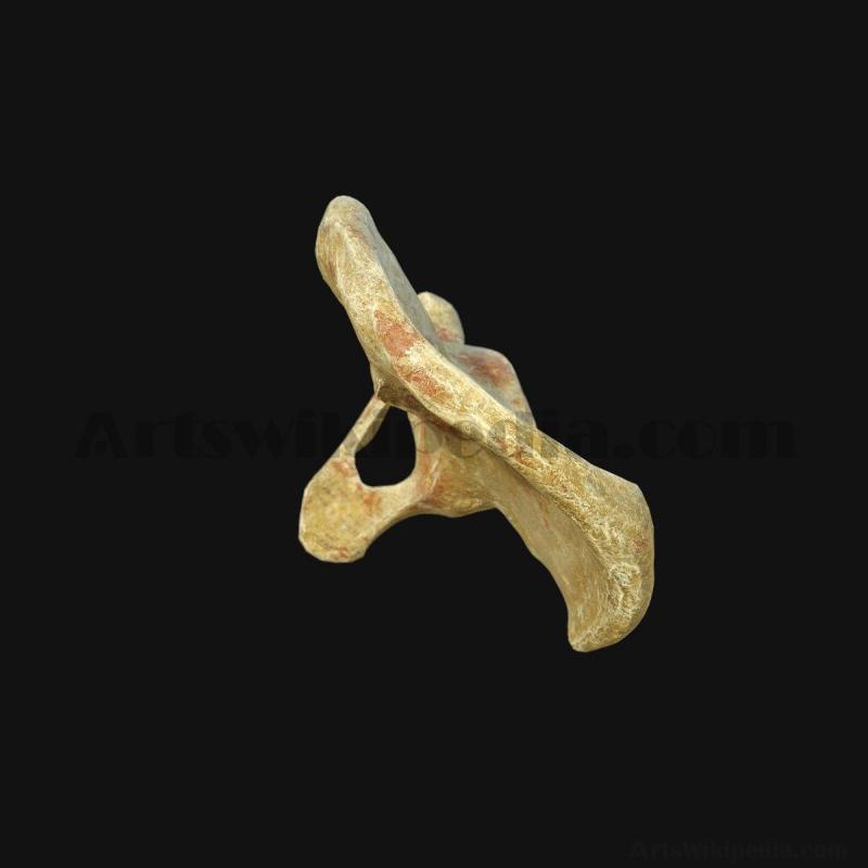 3d-pelvic-anatomy-5d6587fc98d35