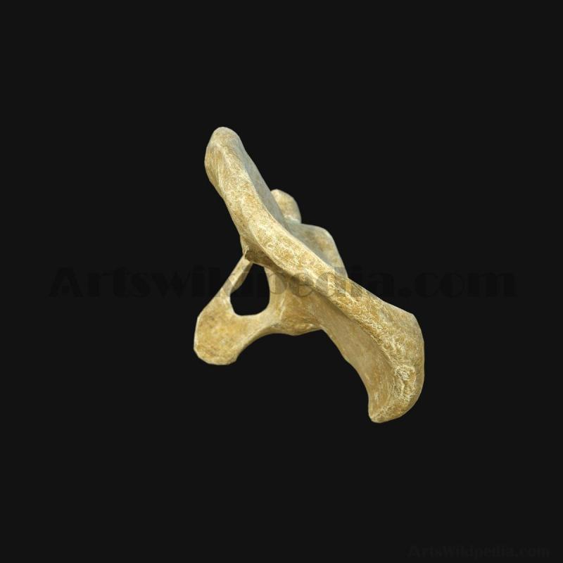 3d-pelvic-bone-model-5d658a2b0dadd