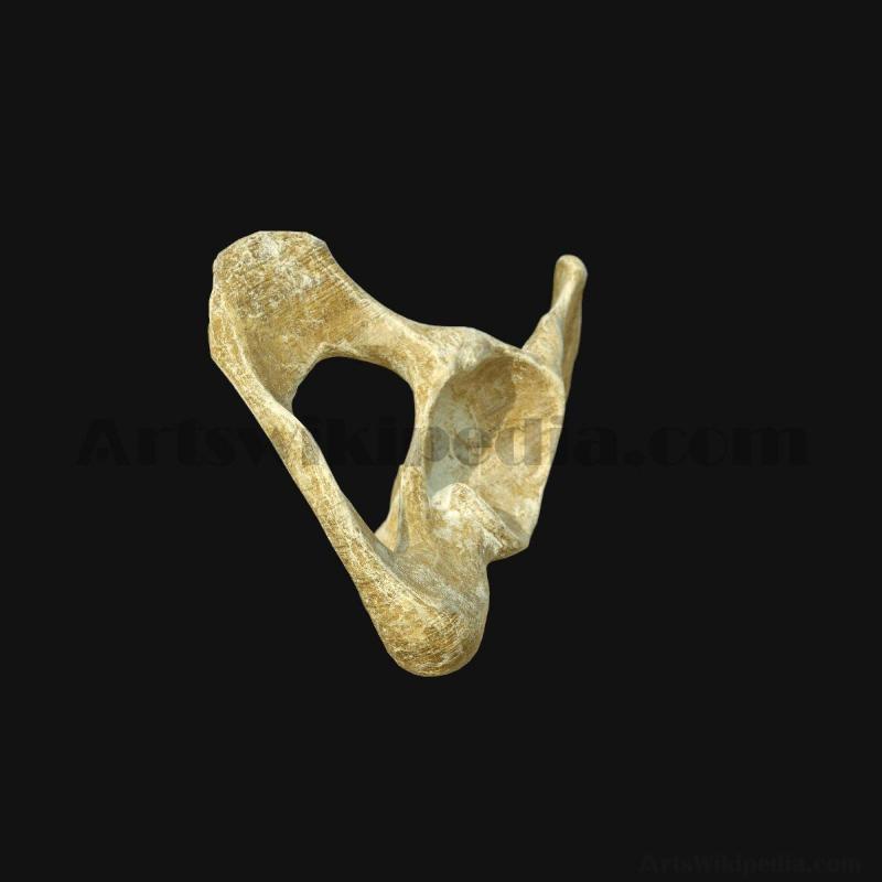 3d-pelvic-bone-model-5d658a2b4ee0a