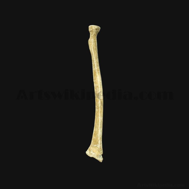 3d-radius-bone-model-5d658a3b299c6