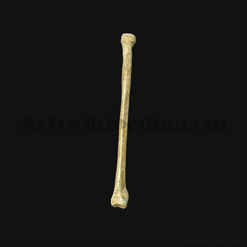 3d-radius-bone-model-5d658a3b68db1