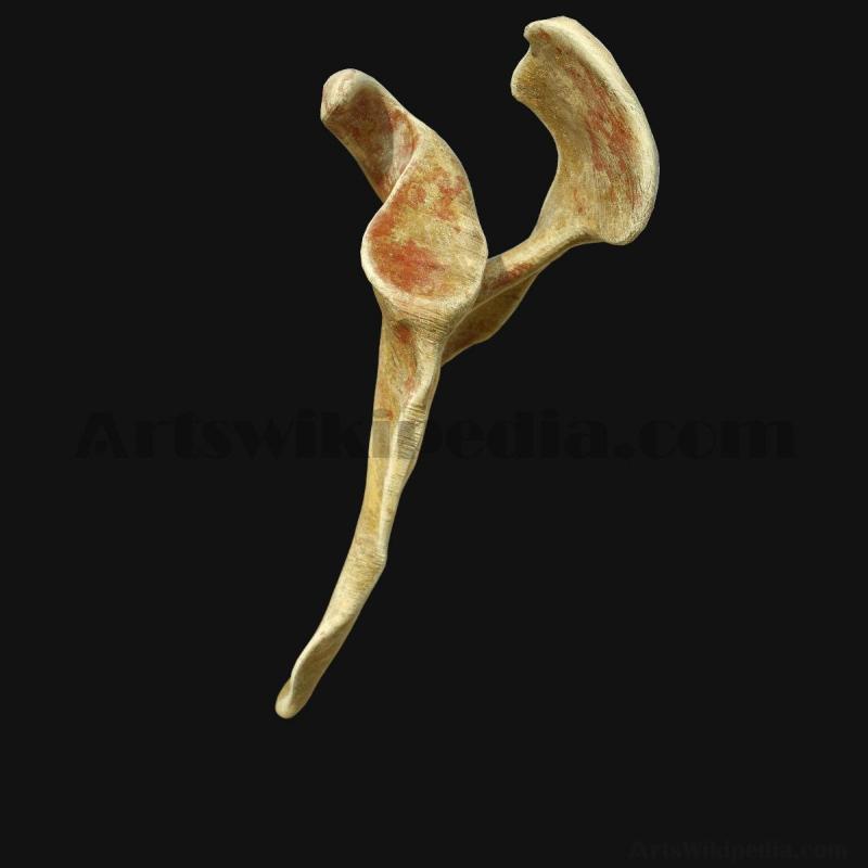 3d-scapula-anatomy-5d658bb0a25ed