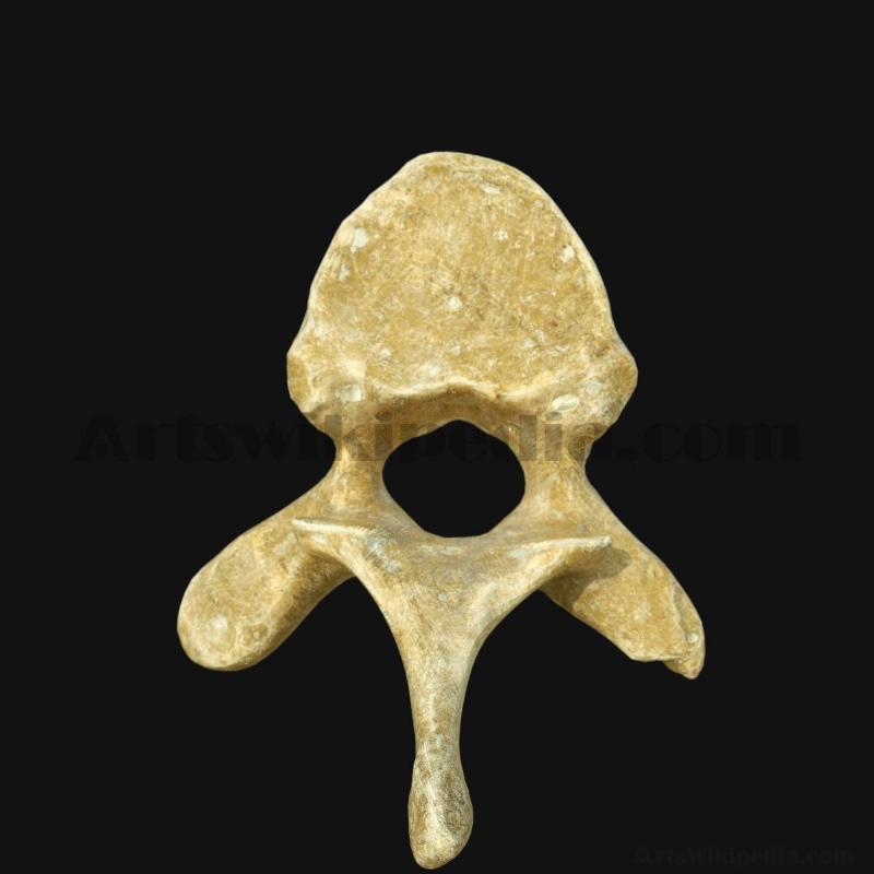 vertebra