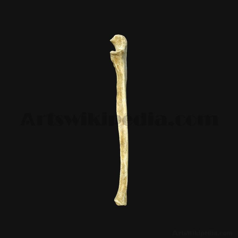 3d-ulna-bone-5d658fba7e76f