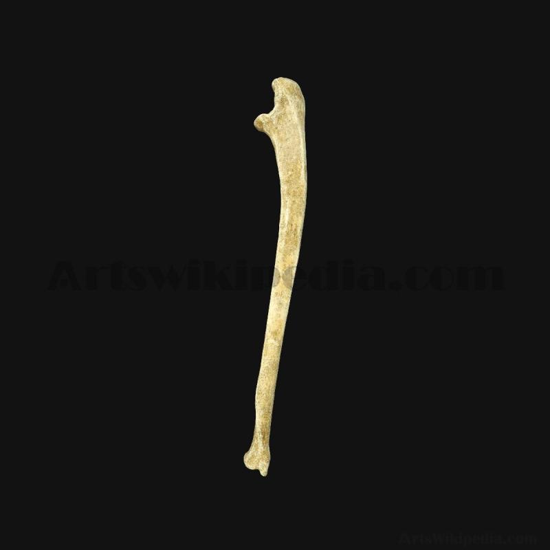 3d-ulna-bone-5d658fbac07b7