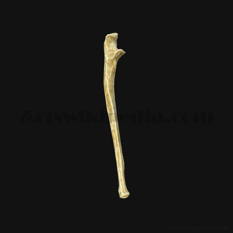 3d-ulna-bone-5d658fbb0e933