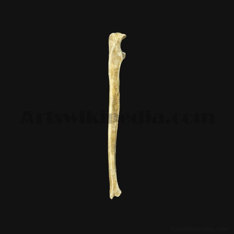 3d-ulna-bone