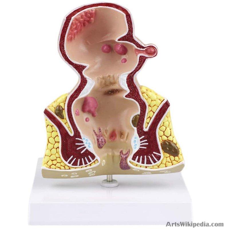  Anatomy Model Anatomy Model, Breast Model, Lactation