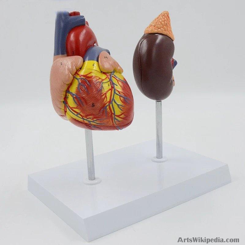 thumbnail image 2 of 4d Chicken Anatomy Model, Detachable 32 Parts Intelligence 2 of 9