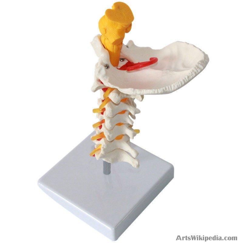 Human Cervical Vertebra Model Anatomical Model Cervical Spine With Neck Artery Occipital Bone