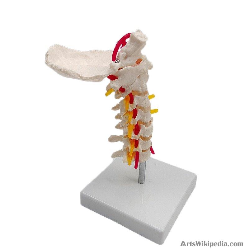 Human Anatomical 7 Cervical Vertebrae with Occipital Bone ModelSkeleton ...